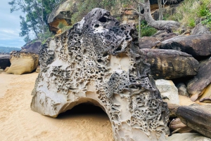 Sydney : parc national de Ku-ring-gai avec randonnée, plage et collation