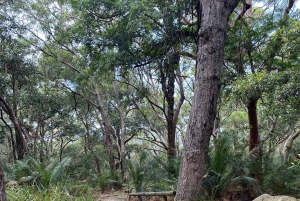 Sydney : parc national de Ku-ring-gai avec randonnée, plage et collation