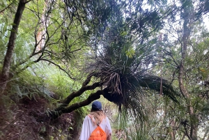Sydney : parc national de Ku-ring-gai avec randonnée, plage et collation
