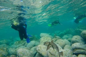 Sydney: Snorkeltur i Manly og Shelly Beach