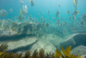 Sydney : Excursion de plongée en apnée à Manly et Shelly Beach