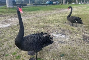 Sídney: Autobús turístico por la mañana a Bondi con almuerzo en crucero