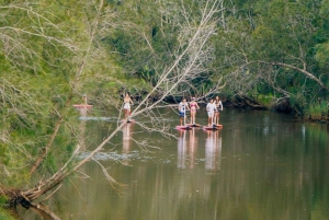 Sydney: Narrabeen Lagoon SUP Tour with Instructor