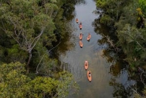 Sydney: Narrabeen Lagoon SUP Tour with Instructor