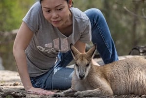 Sydney: Natureza e vida selvagem - Austrália em um dia