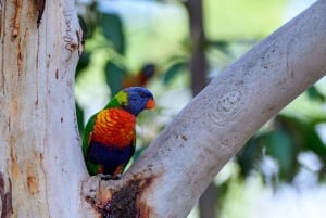 Sydney: Natura e fauna - L'Australia in un giorno