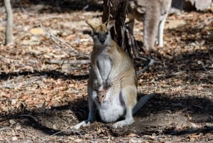 Sydney: Natuur en wilde dieren - Australië in één dag