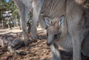 Сидней: природа и дикая природа - Австралия за один день
