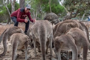 Сидней: природа и дикая природа - Австралия за один день