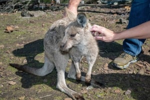 Сидней: природа и дикая природа - Австралия за один день