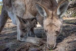 Сидней: природа и дикая природа - Австралия за один день
