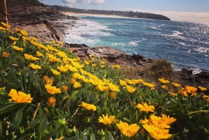 Sydney: North Head Private Hiking Tour with Transfer