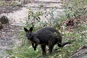 Sydney: Northern Beaches und Ku-ring-gai-Nationalpark-Tour