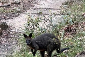 Sydney: Northern Beaches and Ku-ring-gai National Park Tour