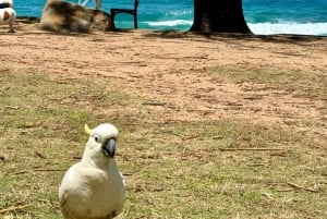 Sydney: Northern Beaches and Ku-ring-gai National Park Tour