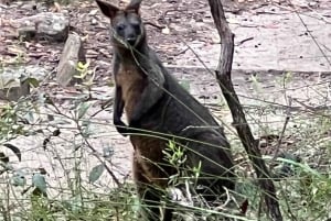 Sydney: Northern Beaches and Ku-ring-gai National Park Tour