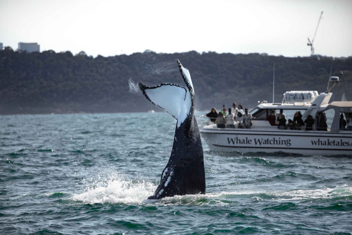 Sydney: Walvissen kijken in de oceaan