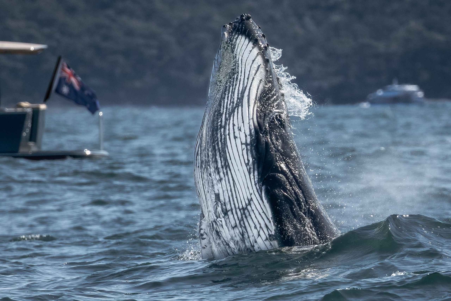 Sydney: Experiência de observação de baleias no oceano