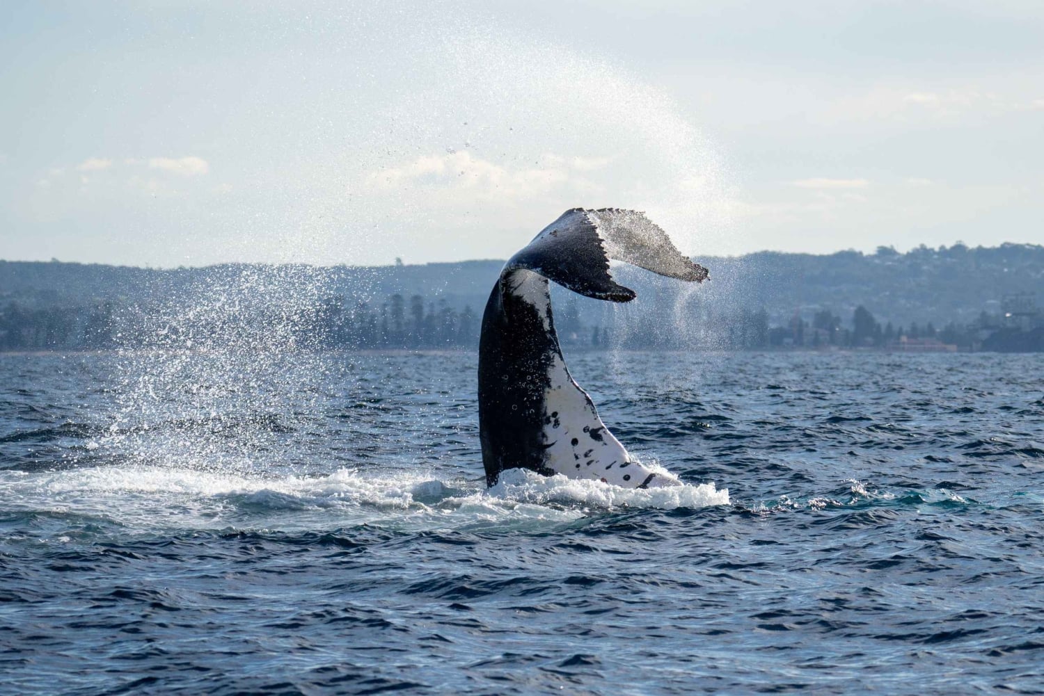 Sydney: Experiência de observação de baleias no oceano