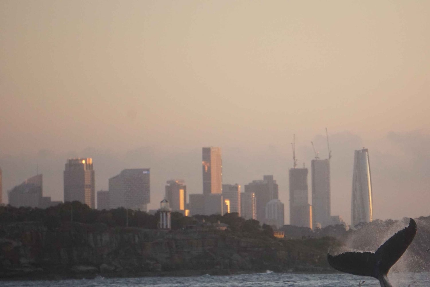Sydney: Experiência de observação de baleias no oceano