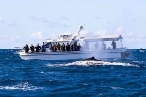 Sydney: Experiência de observação de baleias no oceano