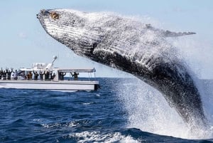 Sydney: Walbeobachtungserlebnis im Ozean