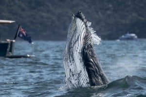 Sydney: Experiência de observação de baleias no oceano