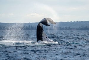 Sydney: Obserwacja wielorybów w oceanie