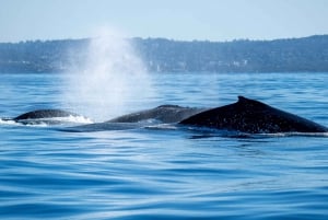 Sydney: Obserwacja wielorybów w oceanie