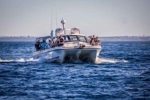 Sydney: Ocean Whale Watching-oplevelse