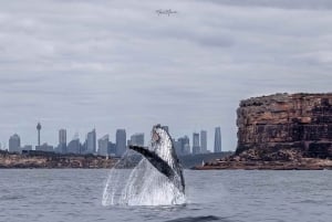 Sydney: Ocean Whale Watching-oplevelse