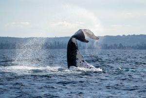 Sydney: Experiência de observação de baleias no oceano