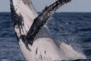 Sydney: Experiência de observação de baleias no oceano
