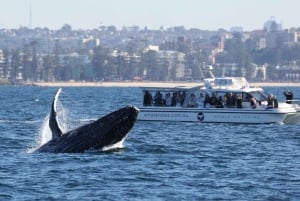 Sydney: Experiência de observação de baleias no oceano