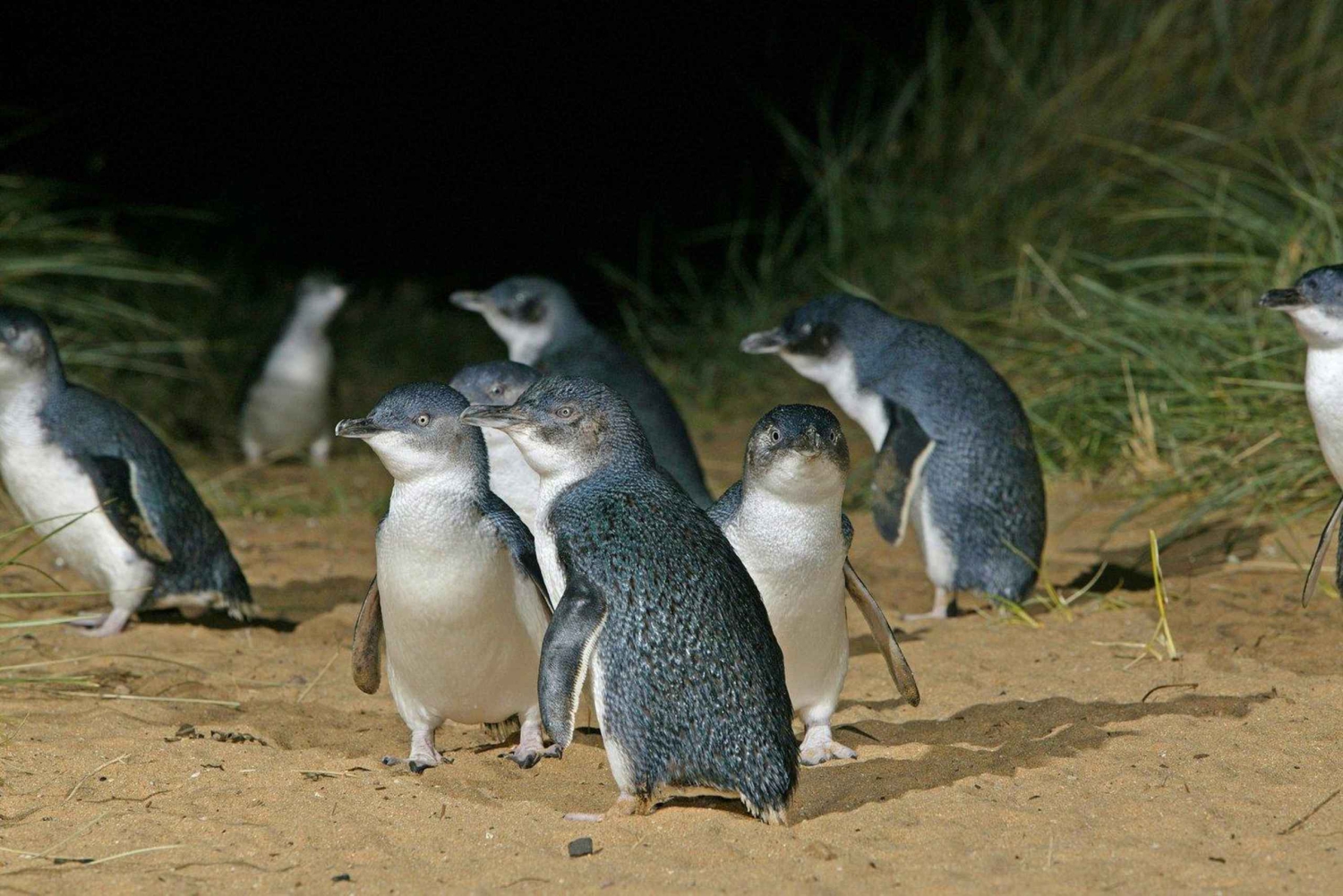 Sydney: Opera House & Featherdale Wildlife Park Tour