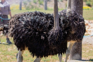 Sydney: Opera House & Featherdale Wildlife Park Tour