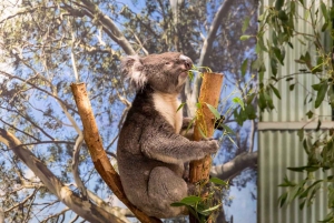 Sydney: Opera House & Featherdale Wildlife Park Tour