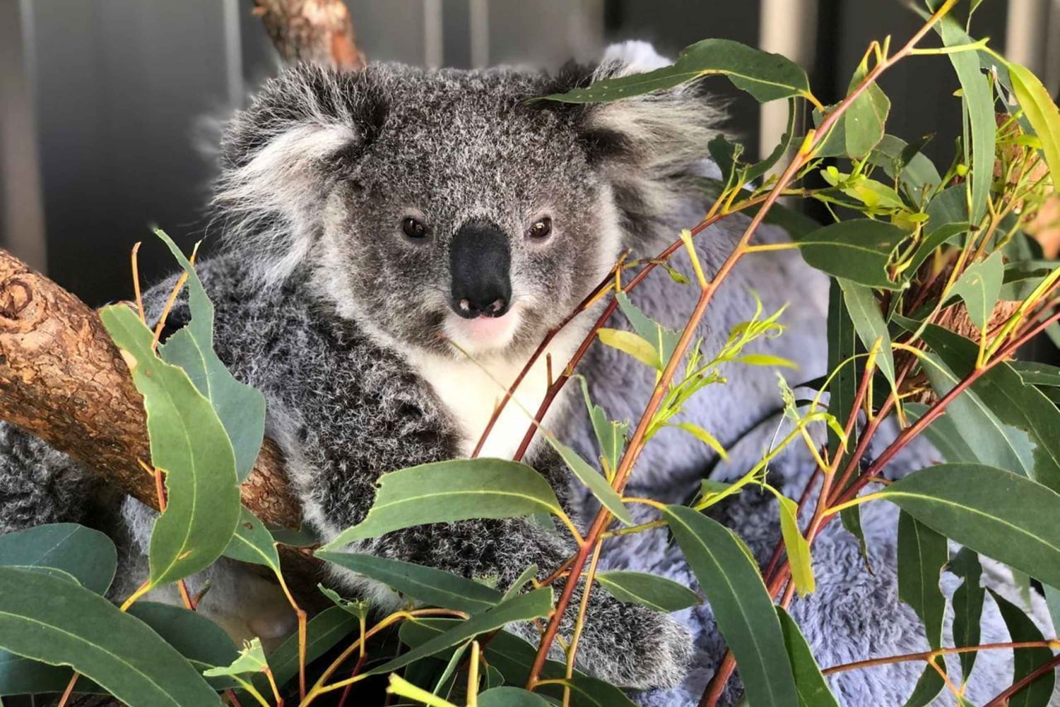 Sydney: Port Stephens Dolfijncruise en Koala's - Mandarin