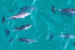 Sydney - en resa Port Stephens delfinkryssning och koalor - Mandarin