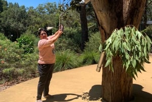 Sydney: Port Stephens Dolfijncruise en Koala's - Mandarin