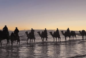 Sydney: Privat omvisning i Port Stephens