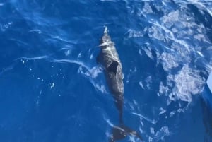 Sydney : Visite privée de Port Stephens avec planche à voile