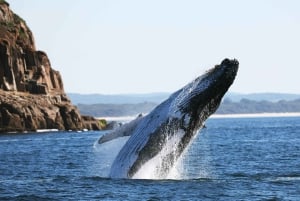 Sydney : Visite privée de Port Stephens avec planche à voile