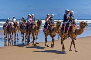 Sydney : Visite privée de Port Stephens avec planche à voile
