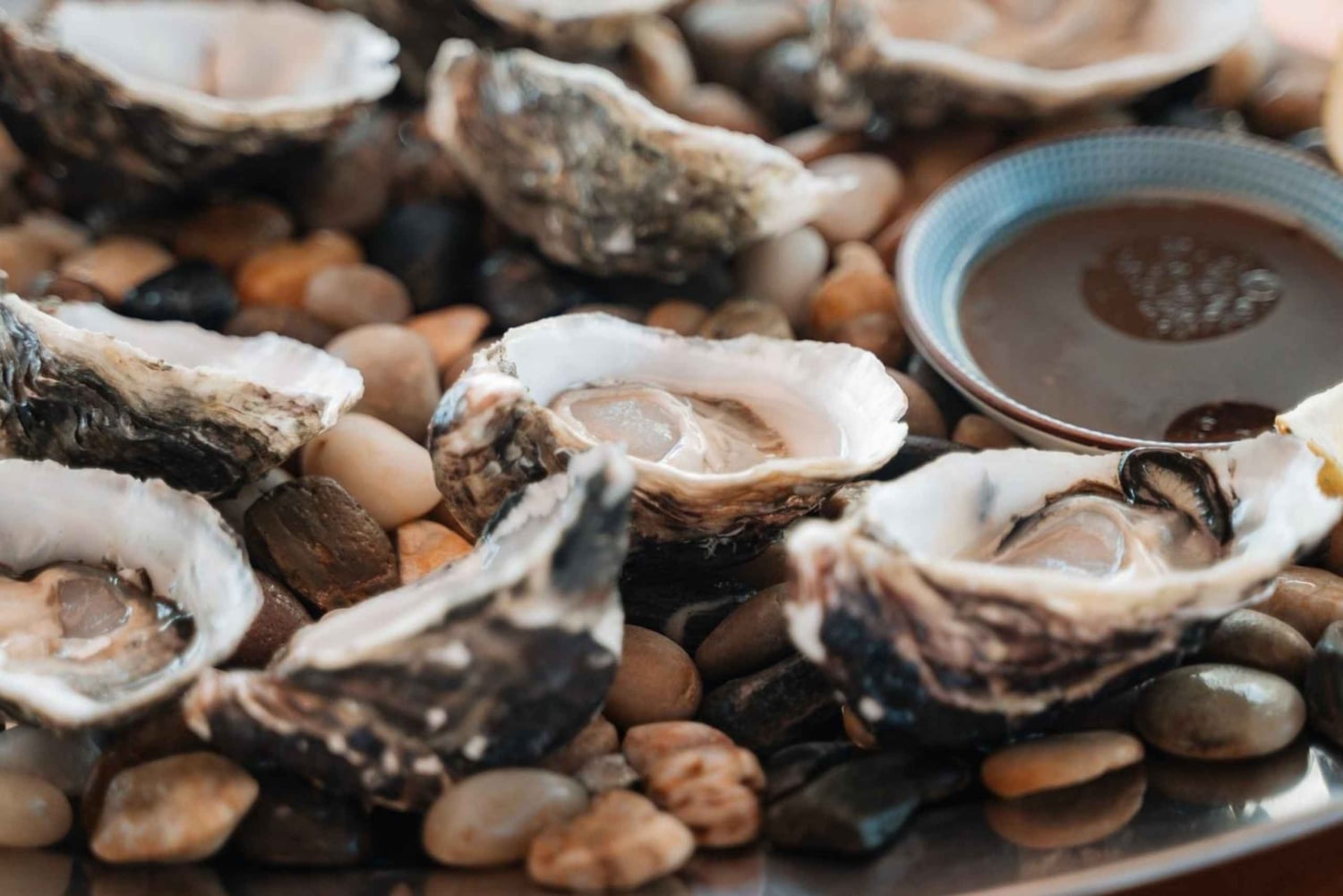 Sydney: cruzeiro privado de luxo de 4 horas pelo porto e mergulho