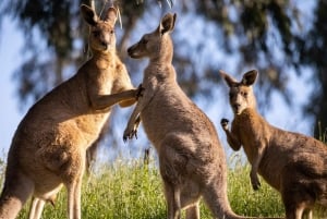 シドニー：ブルーマウンテンズの名所＆リバークルーズ（プライベート・ラグジュアリーツアー）