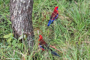 Sydney: Private Blue Mountains, Waterfalls, Walks & Meals