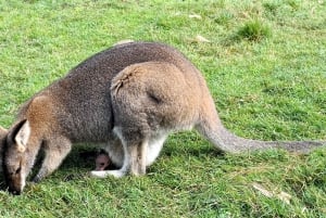 Sydney: Private Blue Mountains, vandfald, vandreture og måltider