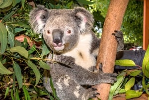 Sydney: Private Blue Mountains, vandfald, vandreture og måltider