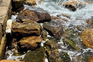 Sydney: wycieczka prywatna po mieście, porcie i Bondi z transferem